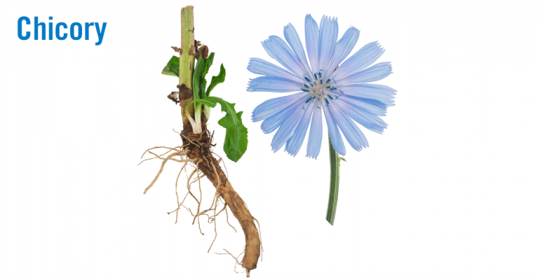 chicory-2-root-and-flower.png