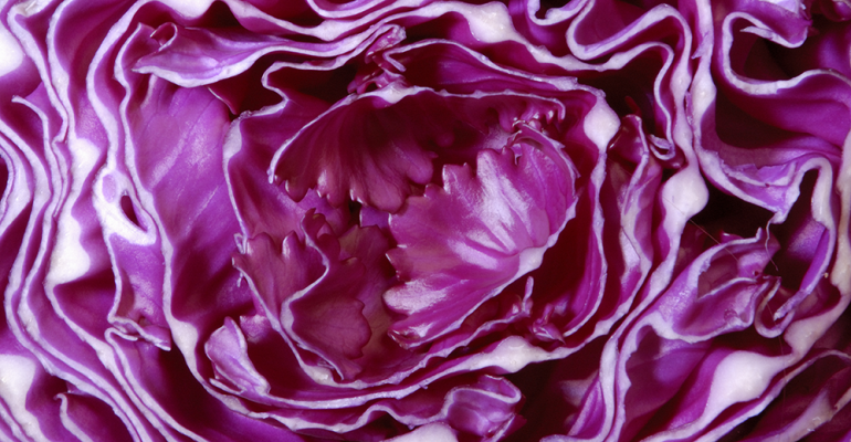 purple-cabbage-flavor-of-the-week.png