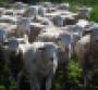 Sheep in Field - Informa Image.jpg