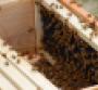 A look inside Hilton Oak Brook's beehive