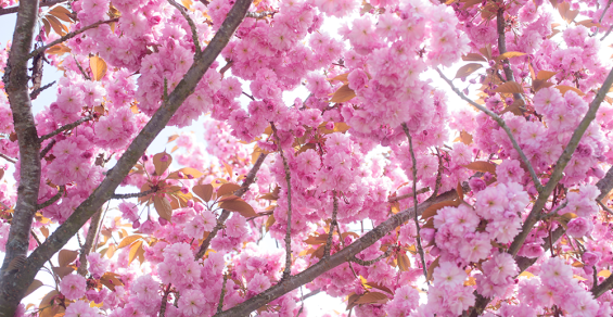 flavor-of-the-week-cherry-blossom.png