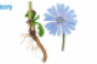 chicory-2-root-and-flower.png