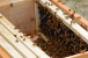 A look inside Hilton Oak Brook&#039;s beehive