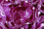purple-cabbage-flavor-of-the-week.png