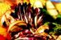 Grilled Marinated Vegetables with Radicchio