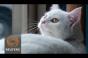 First American pop-up cat cafe opens in New York - Reuters