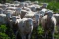 Sheep in Field - Informa Image.jpg