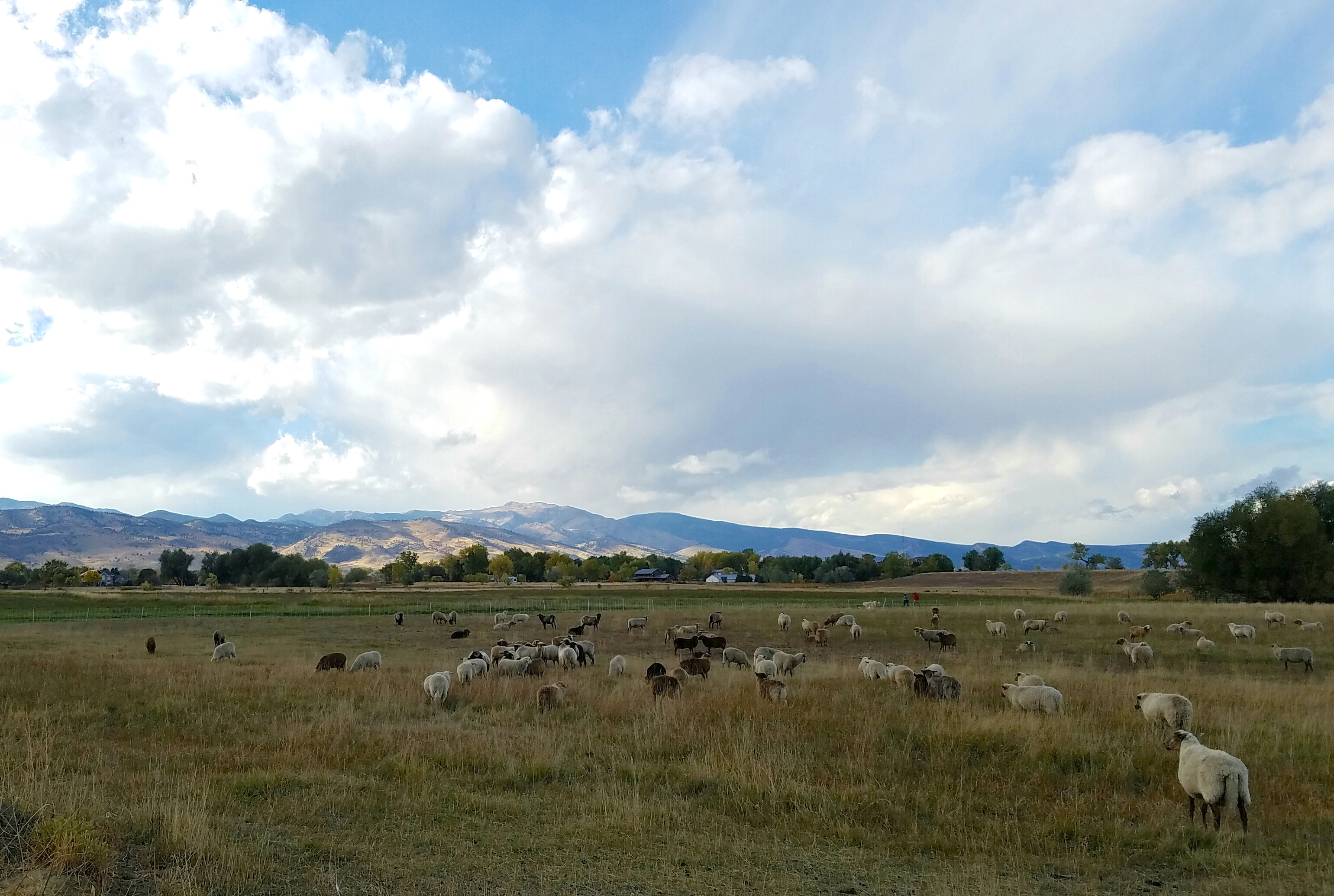 Sheep_at_Black_Cat_Farm_in_Boulder.jpg